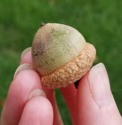 Acorn and Hand