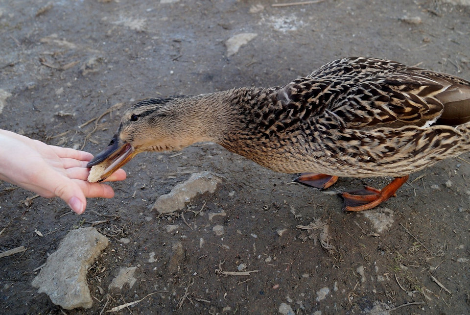 Duck eating from outstretched hand