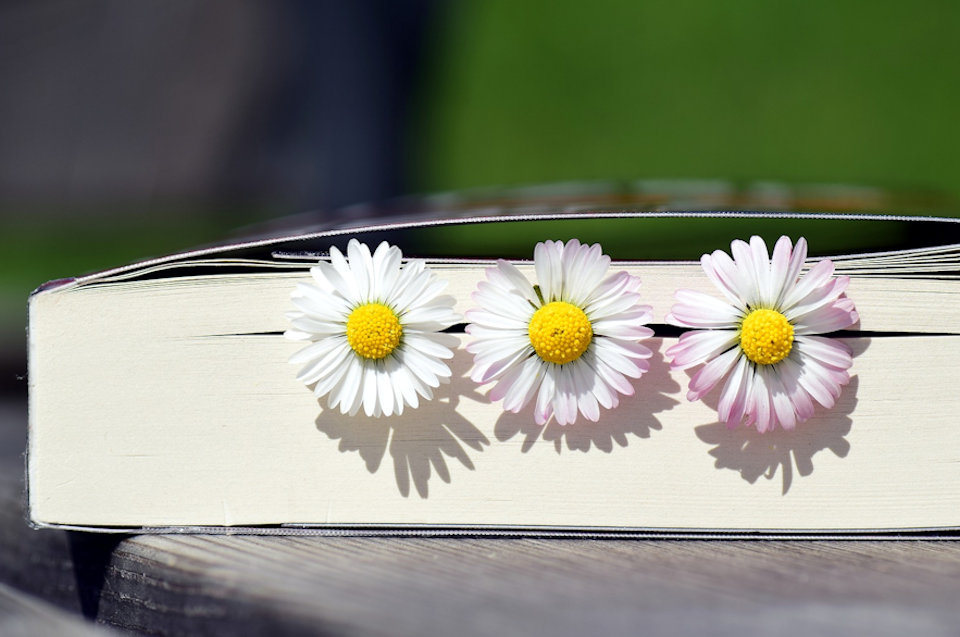 Book with daisies