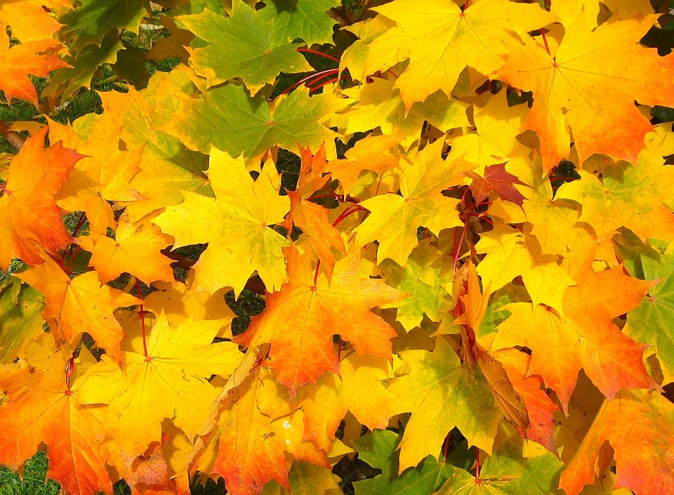 colorful fall leaves