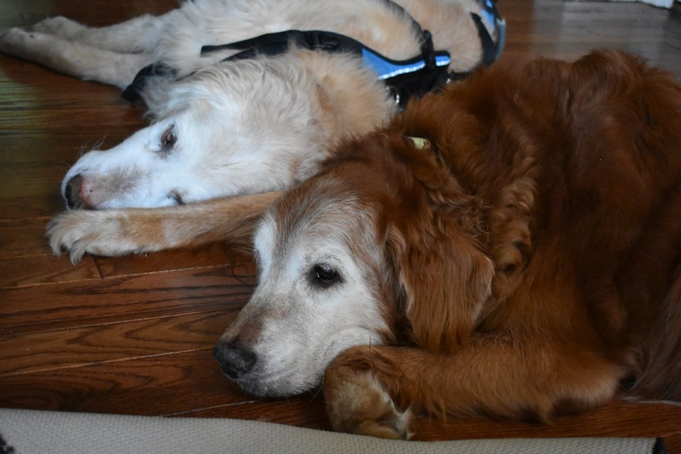 Rocky and Pumpkin, two beloved members of the Heisler home.