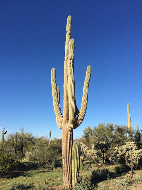 Saguaro cactus in desert