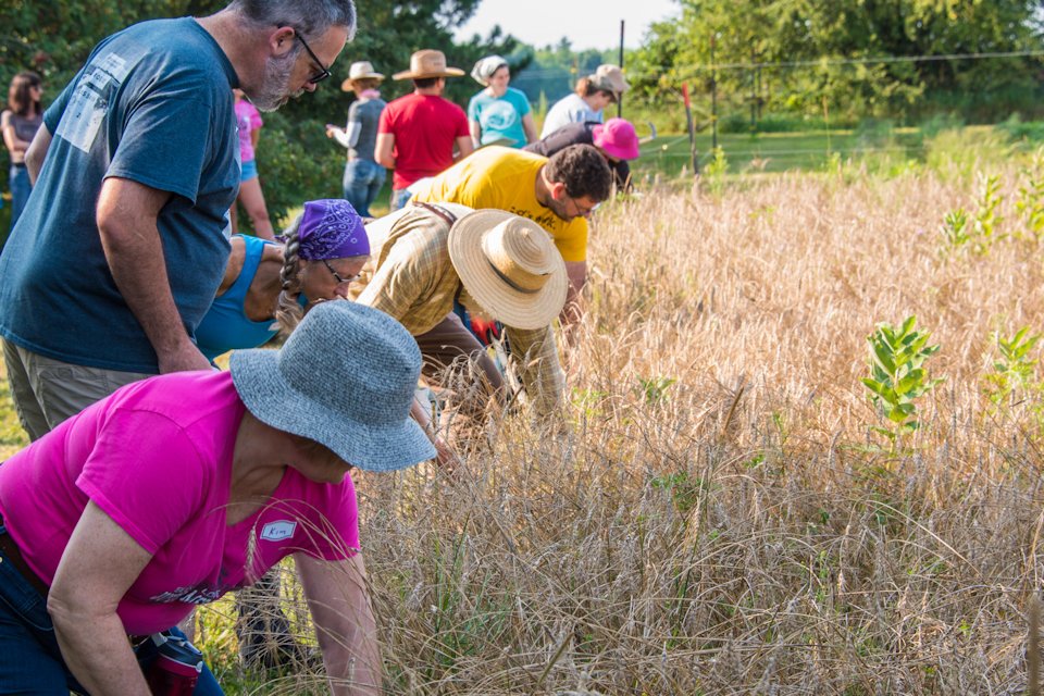 Picking heirloom wheat