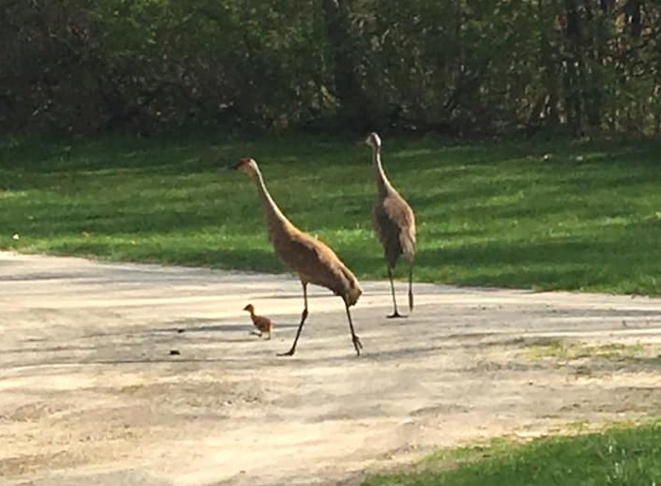 Sand Hill Cranes at Judson Collins