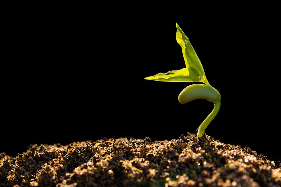 Green sprout growing from seed