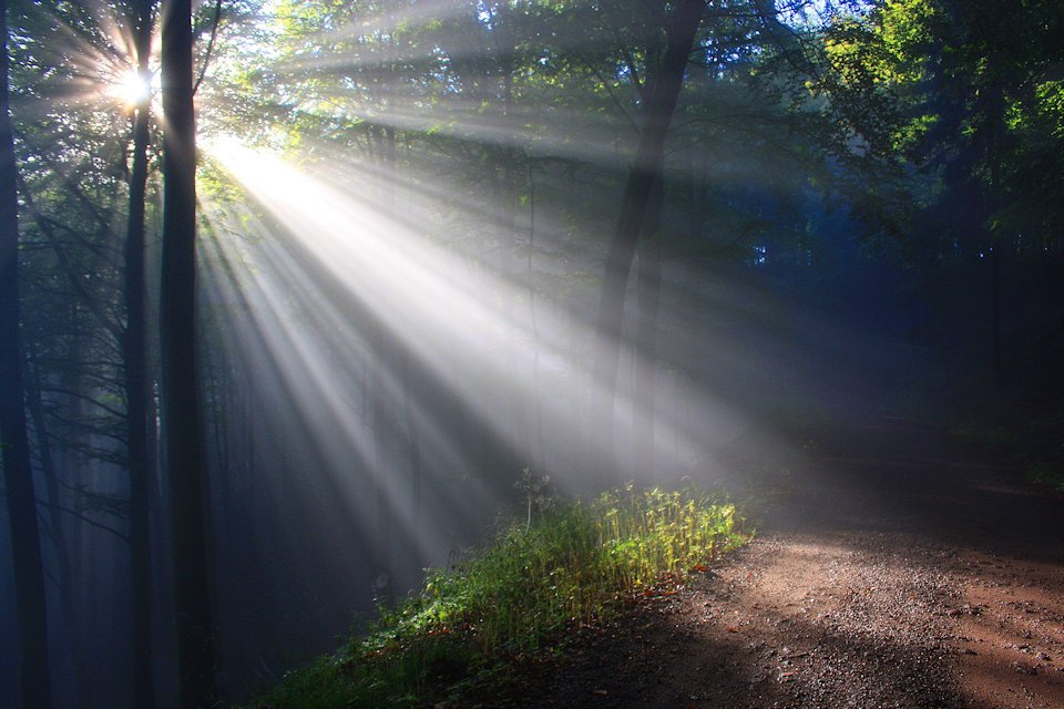 Light shining through trees. God's presence after GC 2019