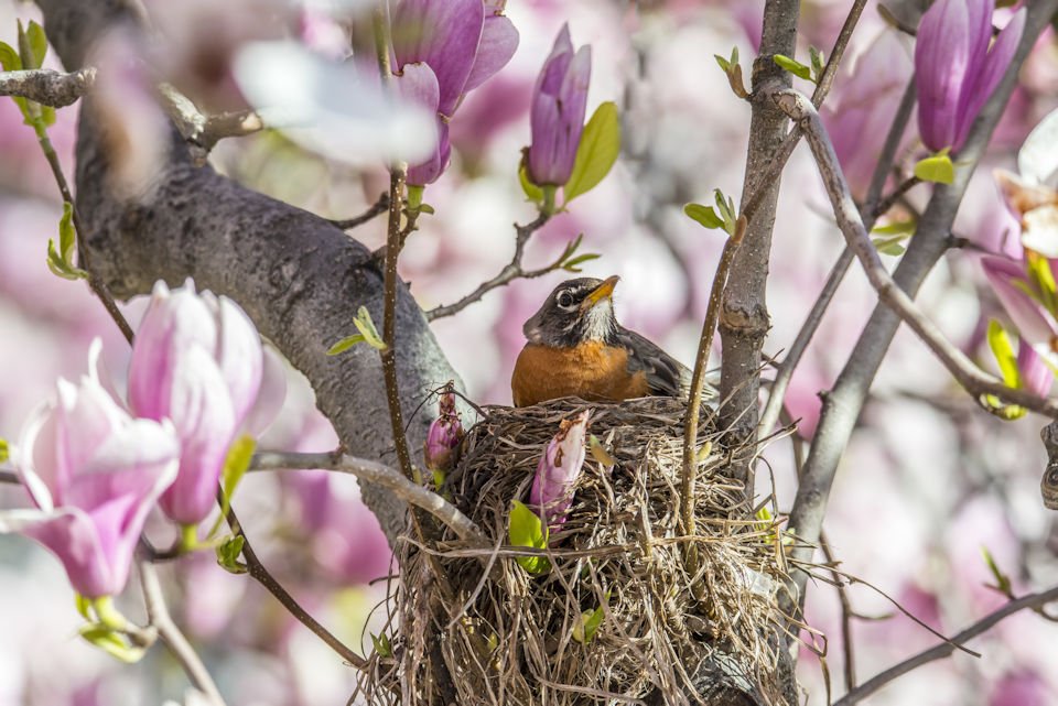 Robin in nest