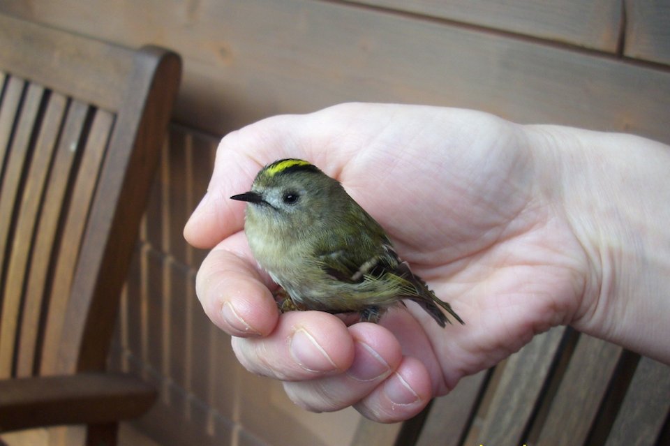 bird in hand