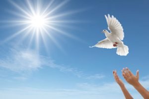 The dove is a symbol of Pentecost