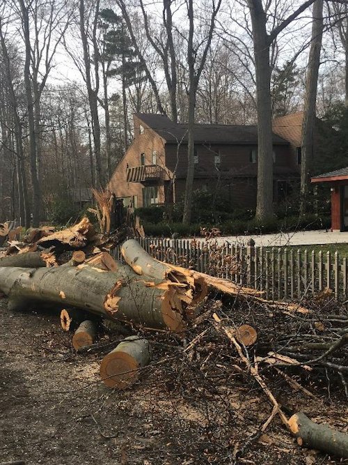 fallen tree