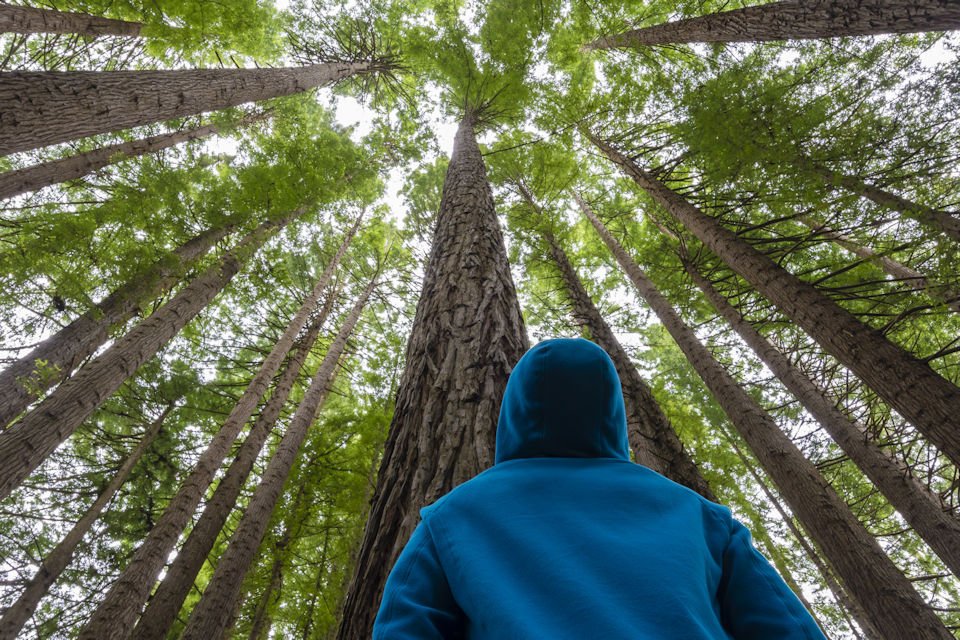 Man looks up a a giant tree canopy