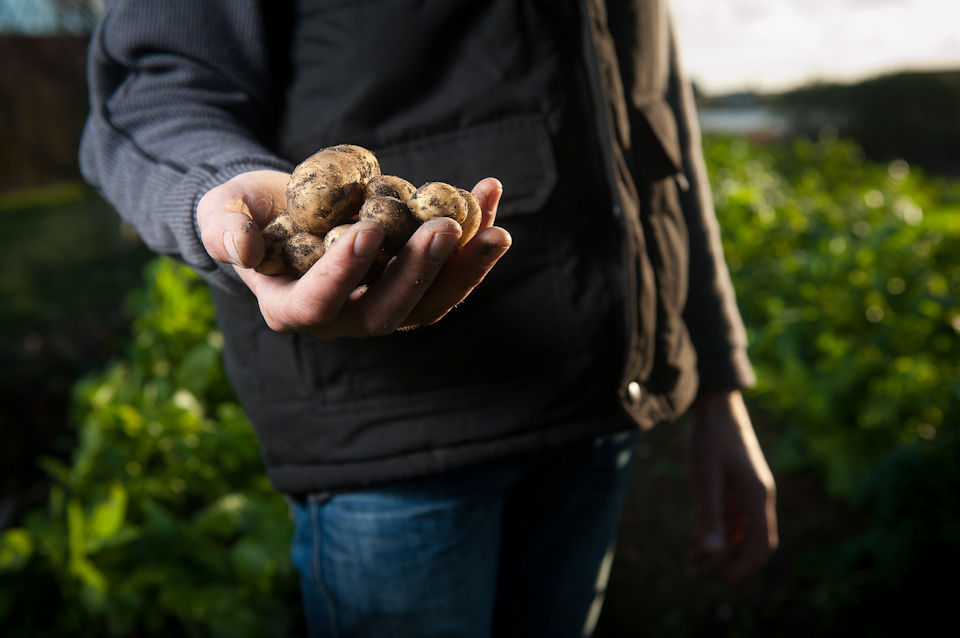 Man holding potatoes