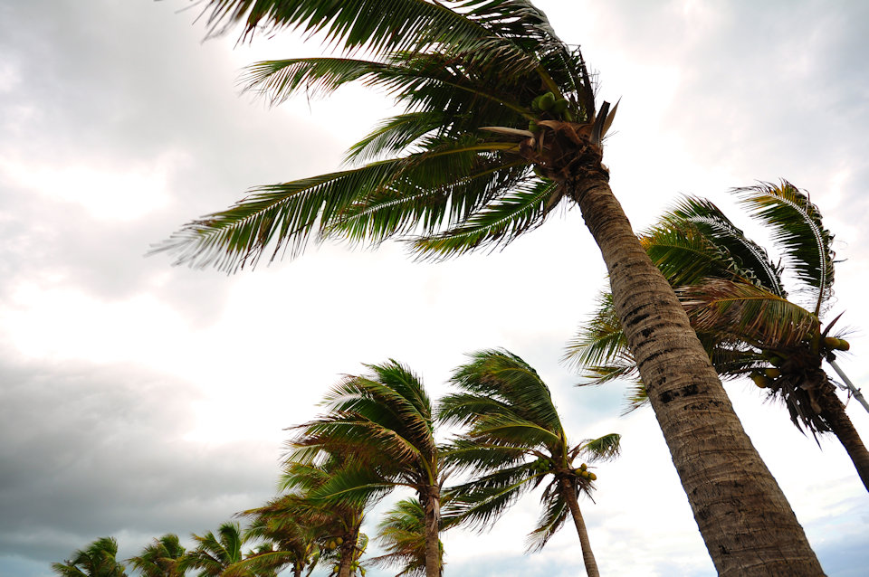 Palm trees in wind. UMCOR starts response.