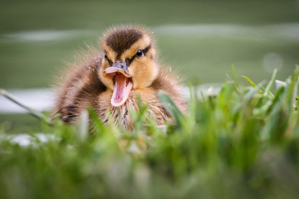 Song features a baby duck