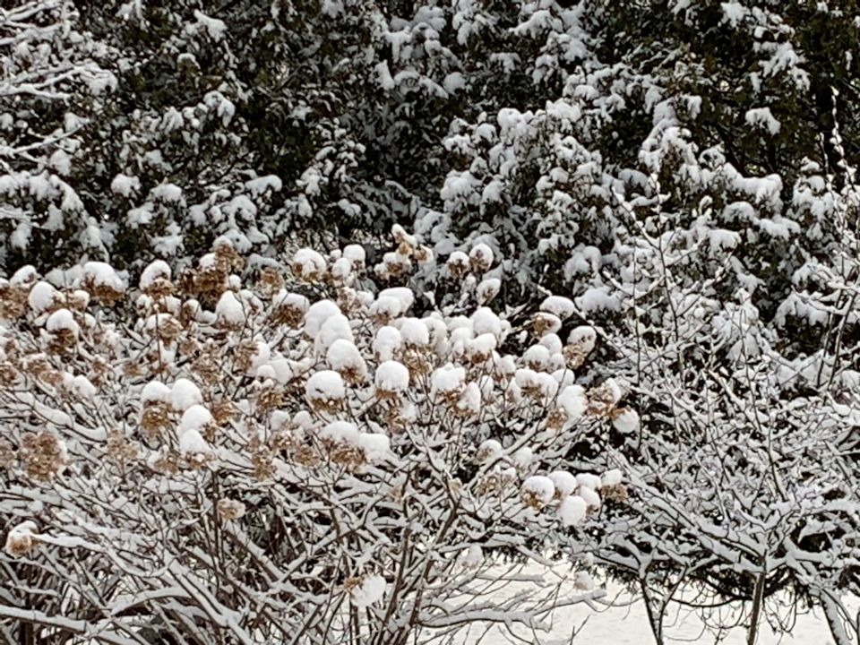 Bushes from window in snow