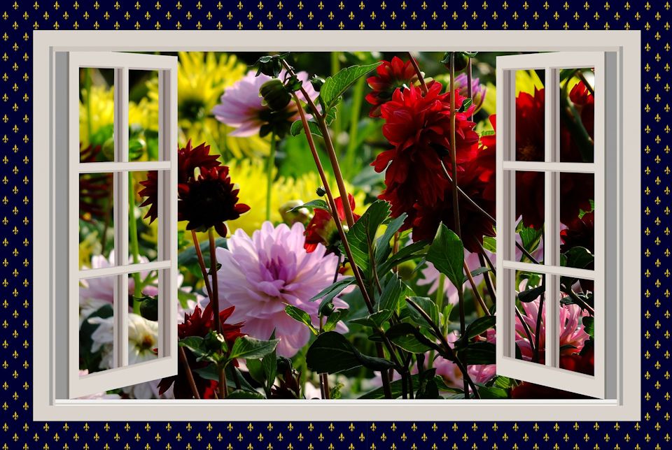 Window full of flowers