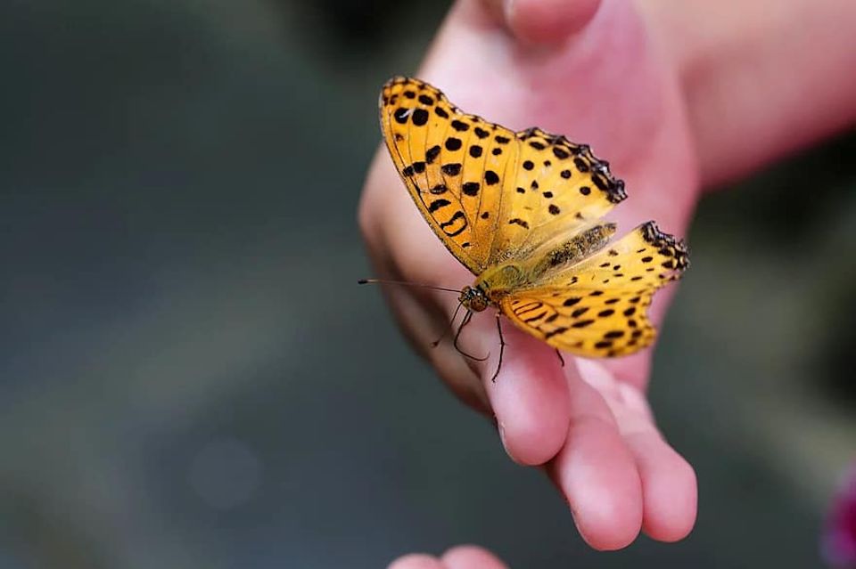 Butterfly stands for hope in midst of changes