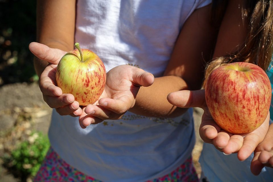 picking fruit