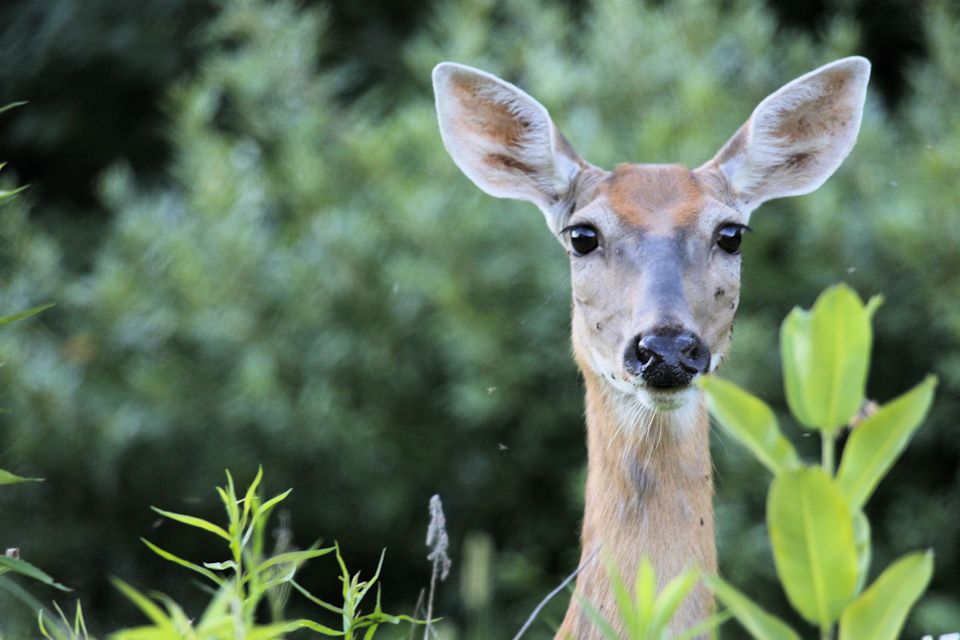 A deer reminds Elizabeth of God