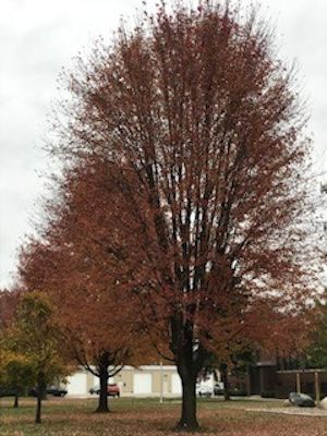 Tree without leaves