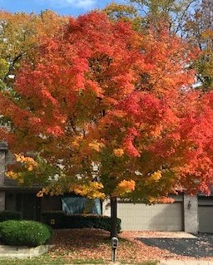 Not an evergreen but a red maple