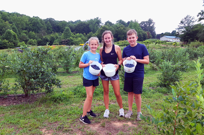 Picking blueberries for Society of St. Andrew