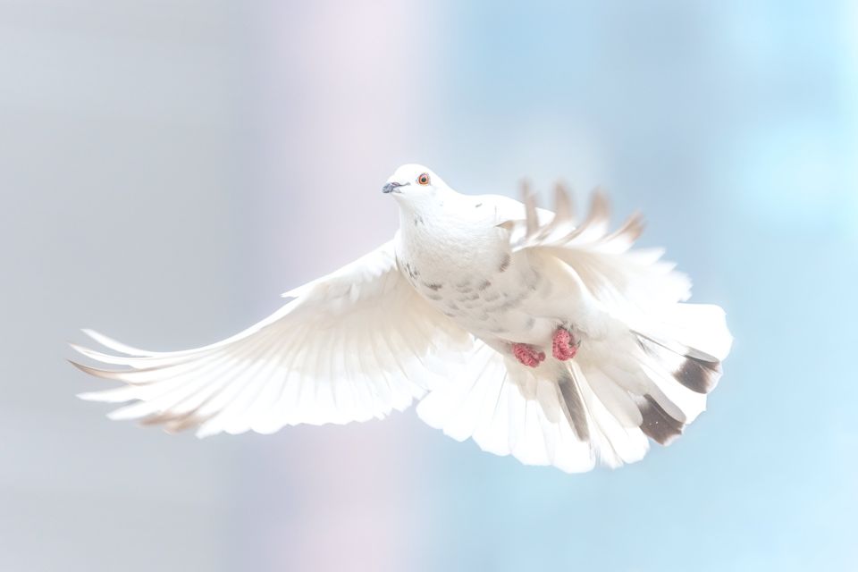 Dove symbolizes Holy Spirit