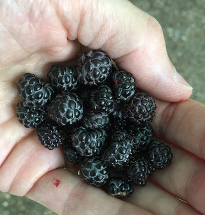 Picking berries