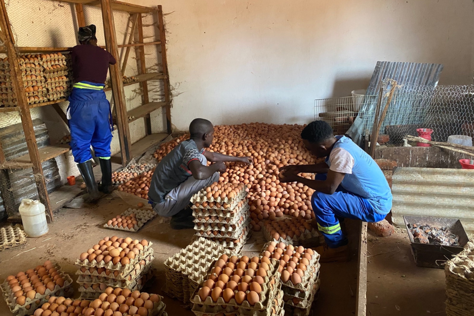 Sorting eggs at Mujila to be sold to the community, Zambia.