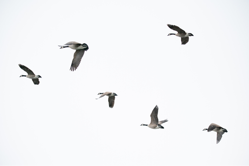 Geese flying through the air.