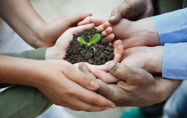Cupped hands holding a new plant in soil Hands holding a plant