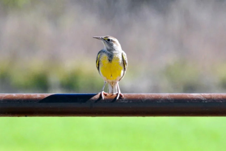 Meadowlark on a fence.