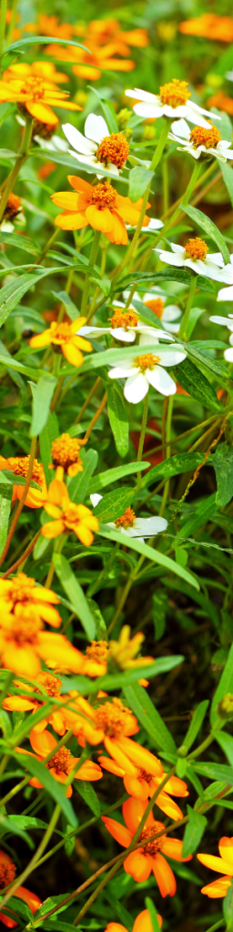 flowers vertical