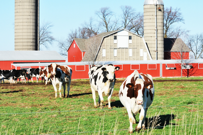 Dairy farm