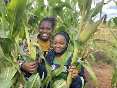 Students in a field of corn