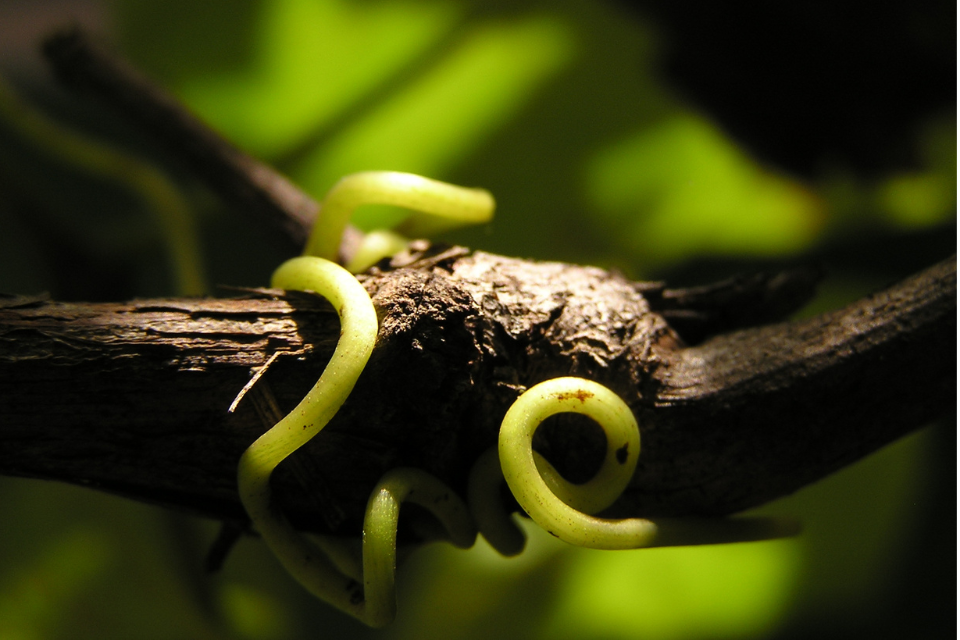 Vine and tendrils