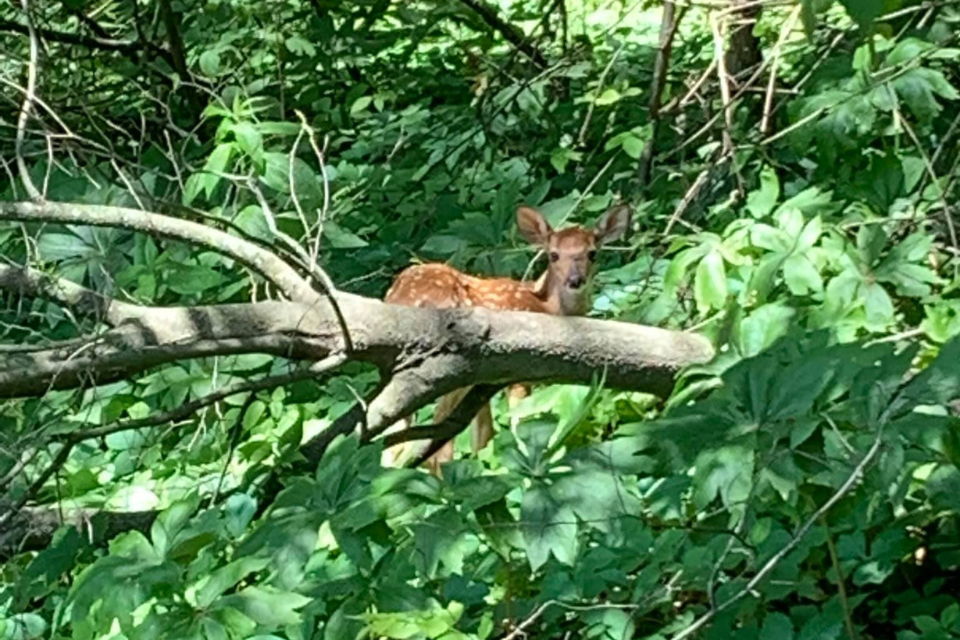 A fawn in the woods