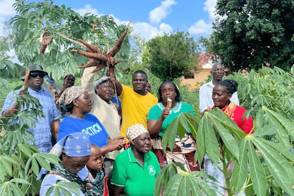 Farmers harvesting cassava root