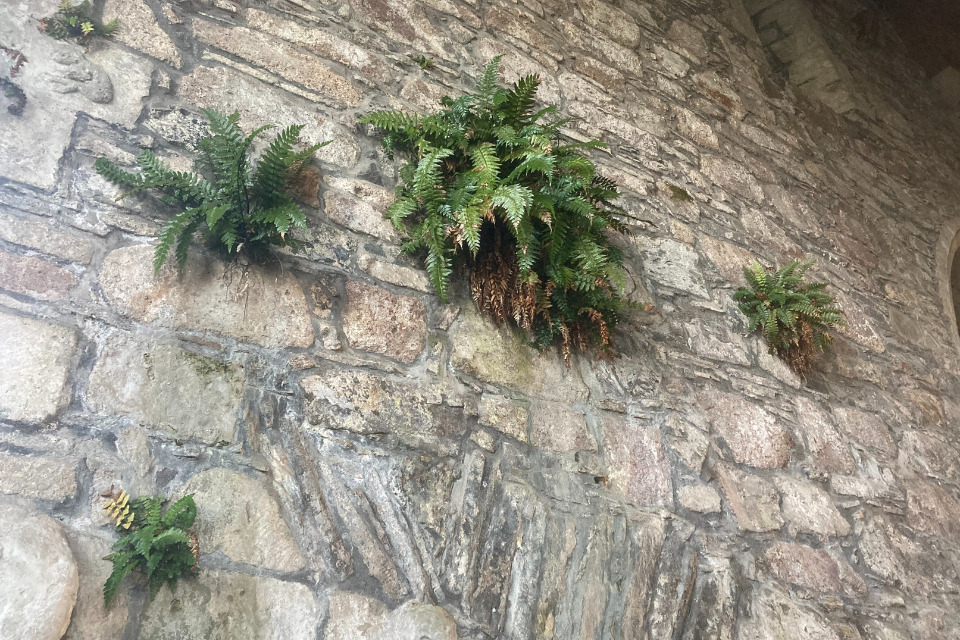 Plants growing on walls of the abbey church