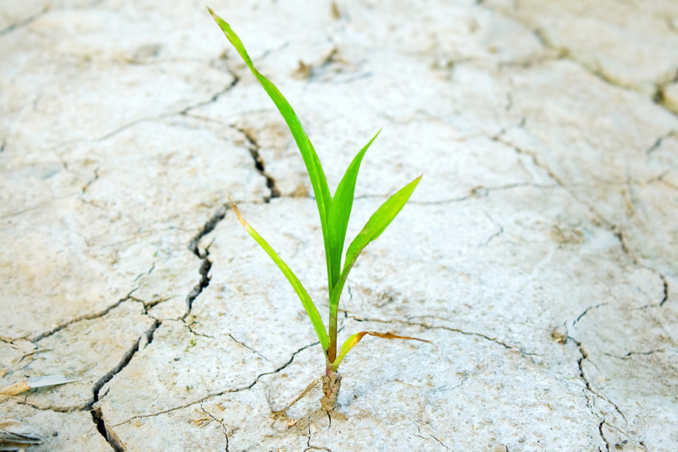 Green plant coming through dry, cracked ground