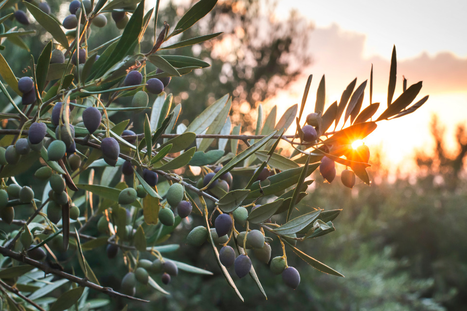 Olive branch full of olives