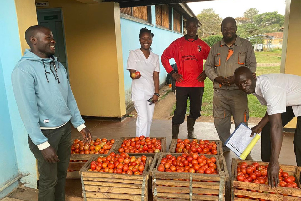 Missionaries growing tomatoes at Mujila Falls