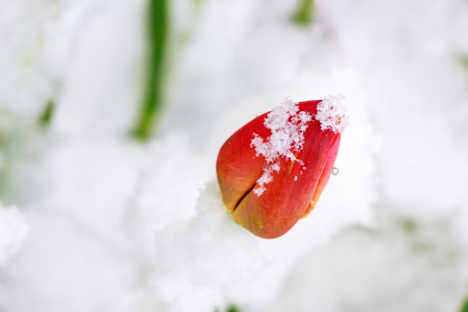 Tulip in the snow