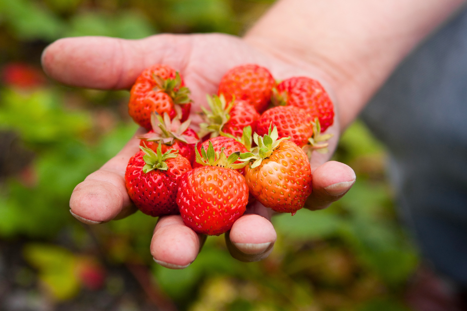 Handful of fresh strawberries