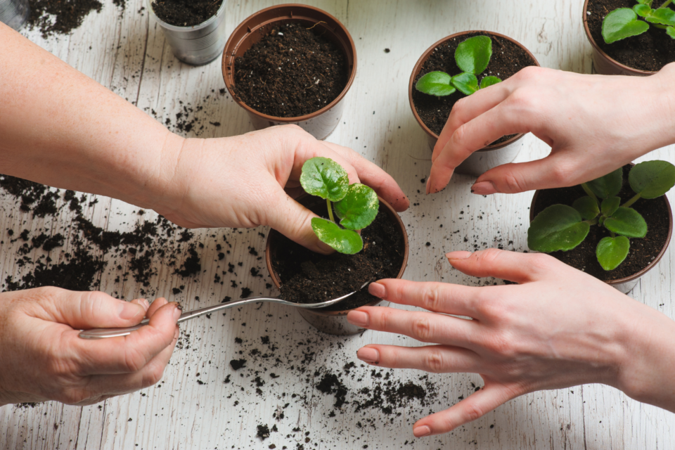 Planting seedlings