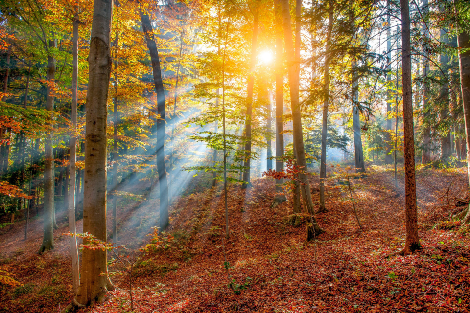 Sun shining through trees in autumn