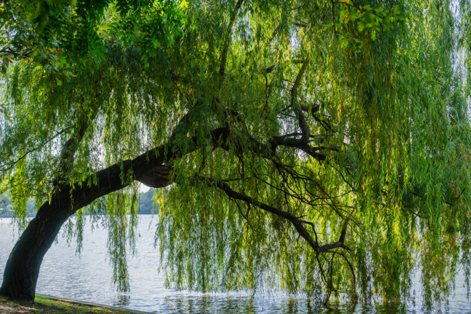 Weeping willow next to water