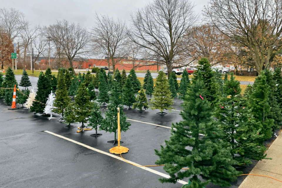 Christmas trees in a parking lot