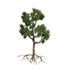 Tree graphic