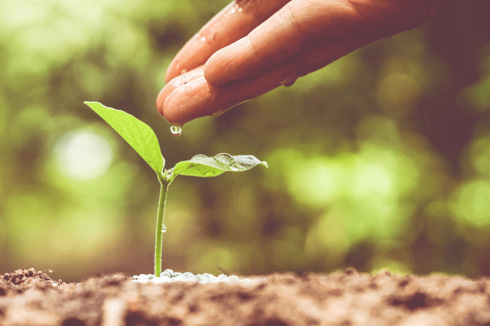 Watering a seedling